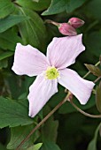 CLEMATIS MONTANA ODORATA