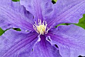 CLEMATIS MRS JAMES MASON