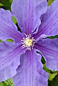 CLEMATIS MRS JAMES MASON