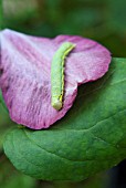 CLEMATIS MADAME EDOUARD ANDRE WITH CATERPILLAR