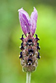 LAVANDULA STOECHAS PAPILLON