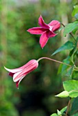 CLEMATIS TEXENSIS PRINCESS DIANA