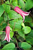 CLEMATIS TEXENSIS PRINCESS DIANA