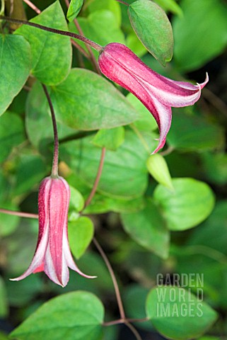 CLEMATIS_TEXENSIS_PRINCESS_DIANA