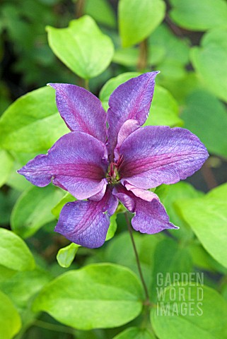CLEMATIS_MRS_N_THOMPSON