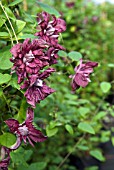 CLEMATIS VITICELLA PURPUREA PLENA ELEGANS