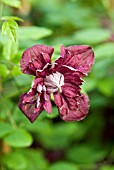 CLEMATIS VITICELLA PURPUREA PLENA ELEGANS