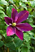 CLEMATIS SUNSET