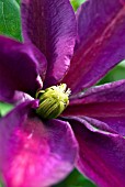 CLEMATIS SUNSET