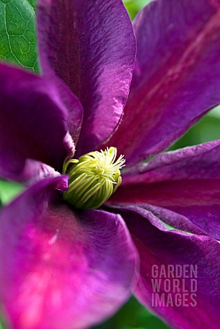 CLEMATIS_SUNSET