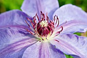 CLEMATIS HORN OF PLENTY