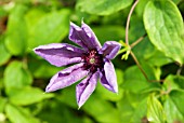 CLEMATIS HORN OF PLENTY