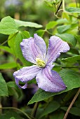 CLEMATIS PRINCE CHARLES