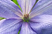 CLEMATIS MRS CHOLMONDELEY