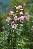 ESCALLONIA APPLE BLOSSOM