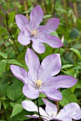 CLEMATIS PROTEUS