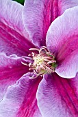 CLEMATIS DOCTOR RUPPEL