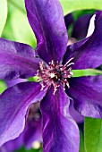 CLEMATIS BURMA STAR