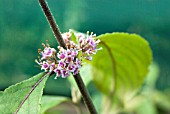 CALLICARPA BODINIERI PROFUSION,  FLOWERING