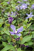 CLEMATIS ARABELLA