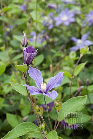 CLEMATIS_ARABELLA