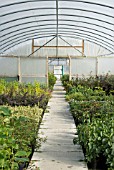 POLYTUNNEL AT A NURSERY