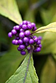 CALLICARPA BODINIERI PROFUSION