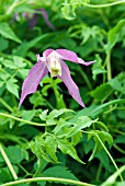 CLEMATIS ALPINA RUBY