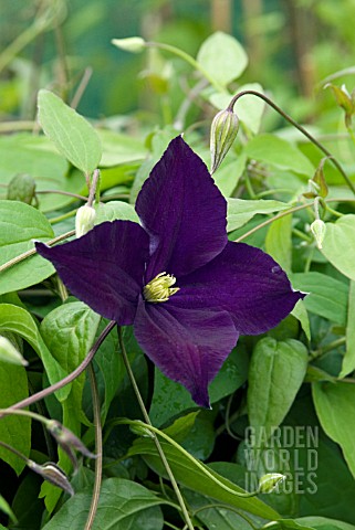 CLEMATIS_JACKMANII_VIOLA