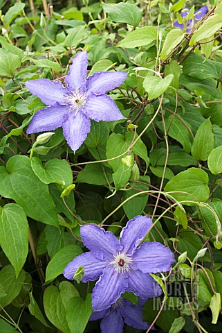 CLEMATIS_ALICE_FISK