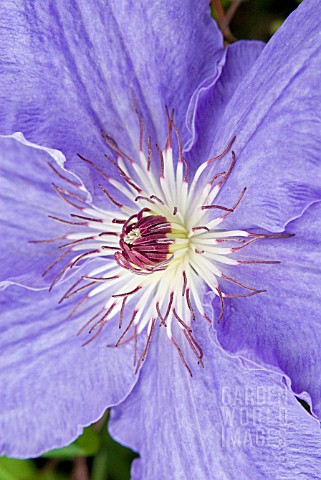 CLEMATIS_ALICE_FISK