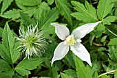 CLEMATIS ALPINA ROSY PAGODA