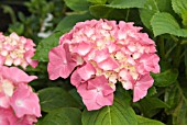 HYDRANGEA MACROPHYLLA KING GEORGE