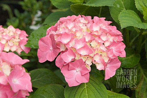 HYDRANGEA_MACROPHYLLA_KING_GEORGE