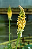 KNIPHOFIA UVARIA FLAMENCO