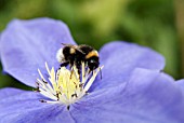 BUMBLE BEE ON CLEMATIS FUJI MUSUME