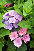 HYDRANGEA TELLER PINK   WHEN ALUMINIUM SULPHATE IS PRESENT IN THE SOIL THE PLANT PRODUCES BLUE FLOWERS (TELLER BLUE).  IN THIS EXAMPLE THE ALUMINIUM SULPHATE HAS BEEN ADDED AT A LATE STAGE RESULTING IN THIS MIXED COLOURATION.