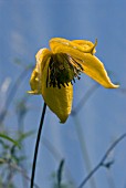 CLEMATIS ORIENTALIS BILL MACKENZIE