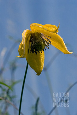 CLEMATIS_ORIENTALIS_BILL_MACKENZIE