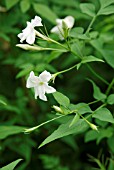 JASMINUM OFFICINALE