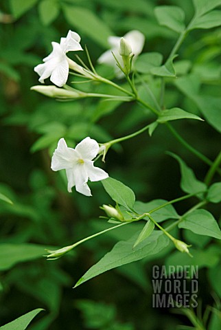 JASMINUM_OFFICINALE