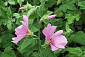 LAVATERA KEW ROSE