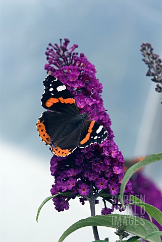 RED_ADMIRAL_BUTTERFLY_VANESSA_ATALANTA_ON_BUDDLEJA_DAVIDII_ROYAL_RED