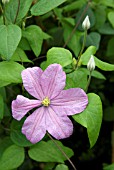 CLEMATIS COMTESSE DE BOUCHARD