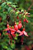 FUCHSIA RICCARTONII