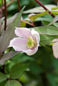 CLEMATIS MONTANA VAR. RUBENS