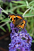 SMALL TORTOISESHELL BUTTERFLY (AGLAIS URTICAE) ON BUDDLEJA DAVIDII NANHO BLUE