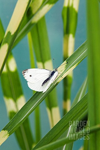 SMALL_WHITE_BUTTERFLY_ARTOGEIA_RAPAE_ON_MISCANTHUS_SINENSIS_STRICTUS