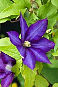 CLEMATIS DANIEL DERONDA