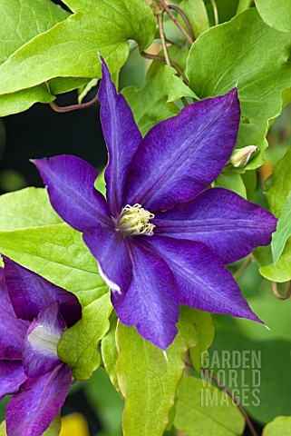 CLEMATIS_DANIEL_DERONDA